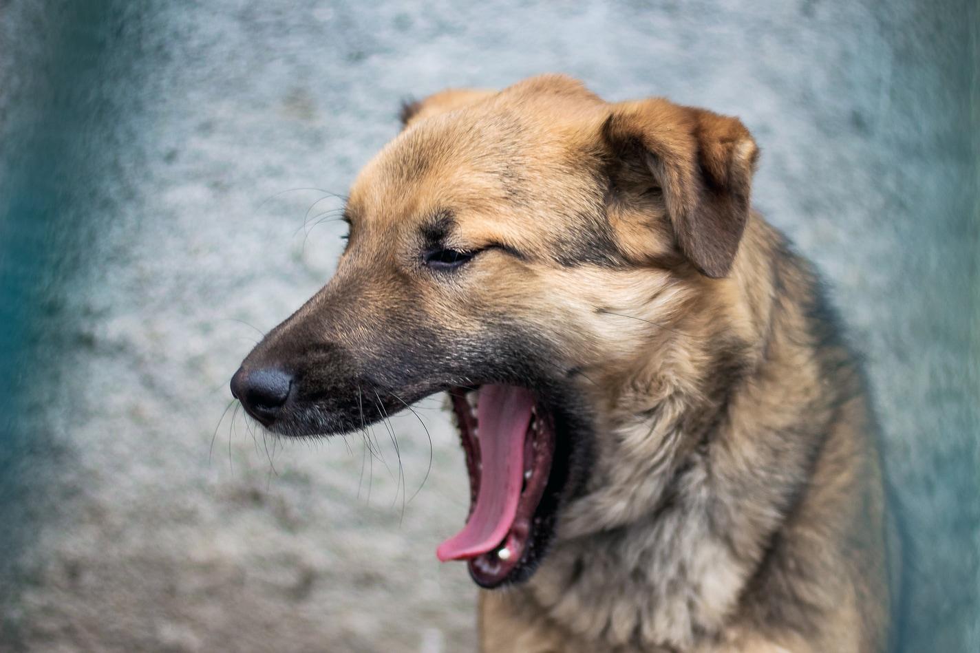 brown-dog-yawning psie zívanie