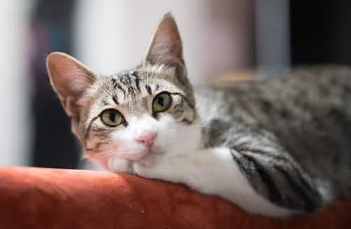 zrelaxovaná mačka na gauči