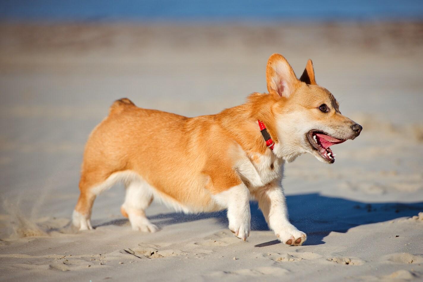 Šteniatko waleského corgi pembroke na pláži