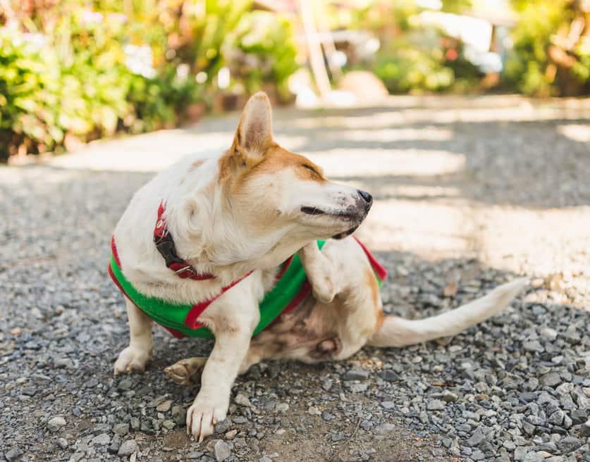 Korgi v zelenom svetri si škriabe ucho.