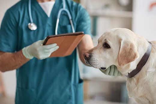 Orezaný portrét veterinára vyšetrujúceho bieleho labradora na veterinárnej klinike, kopírovať priestor