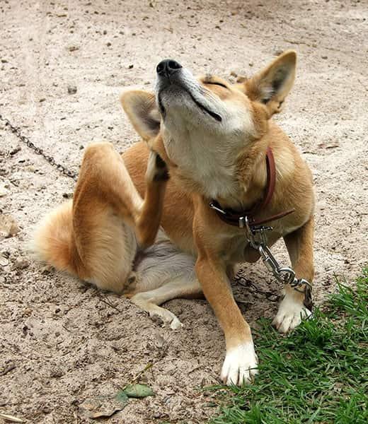 Ryšavý pes na vôdzke sedí vonku a škriabe sa.