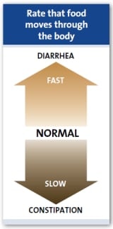 Rýchlosť, ktorou sa potrava presúva cez telo Rýchlosť, ktorou sa potrava presúva cez telo