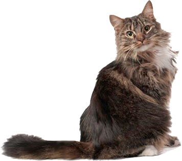 Guľôčka z mačacích chlpov