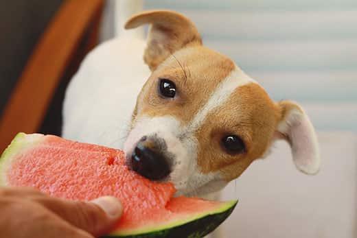 Jack russell terrier eating watermelon.