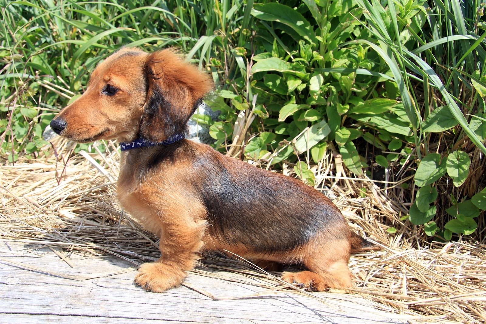 longhair-dachshund-puppy-outside Šteniatko hnedého dlhosrstého jazvečíka vonku.