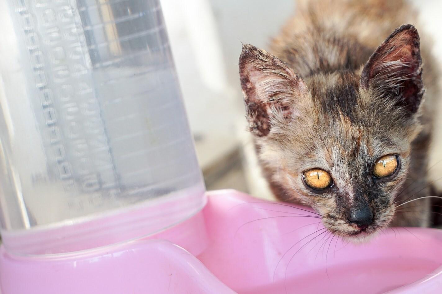 Škvrnitá mačka pije z ružovej misky s vodou