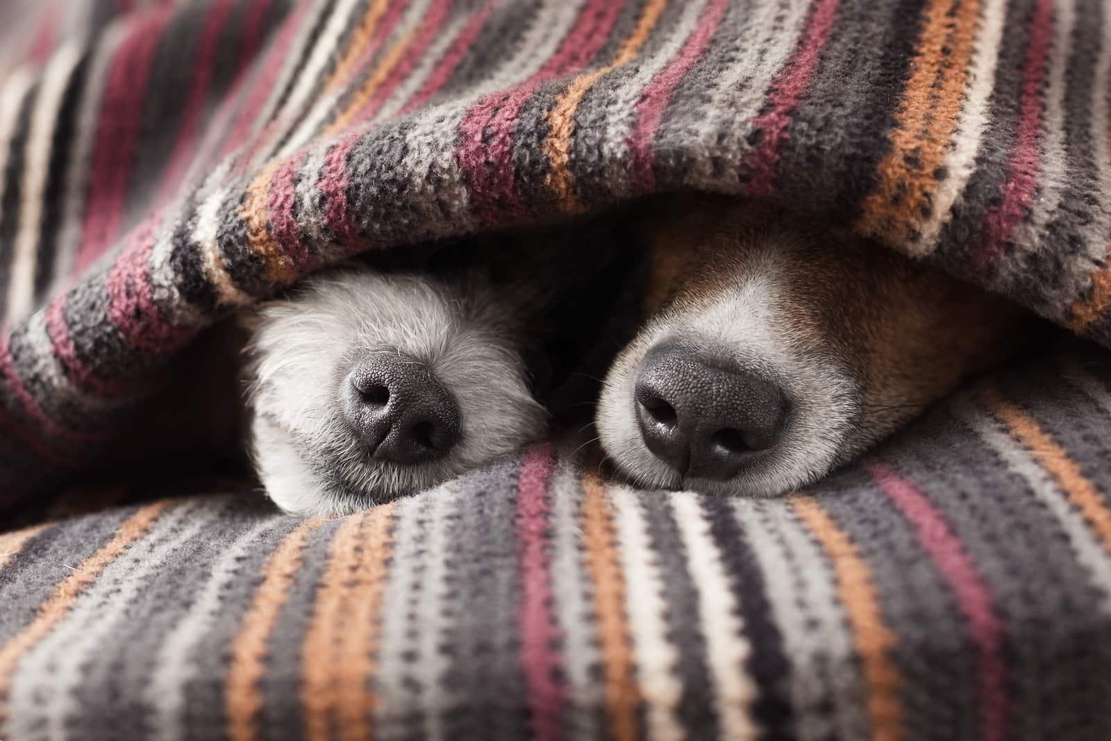 two-dog-noses-from-beneath-blanket-SW Dva psie nosy vykukujúce spod deky
