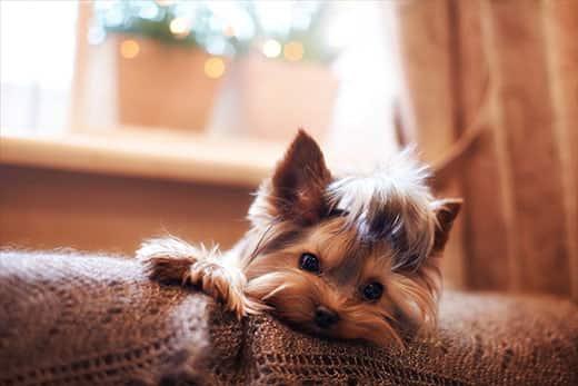 Yorkshire terrier laying on back of sofa on a brown afhan blanket.