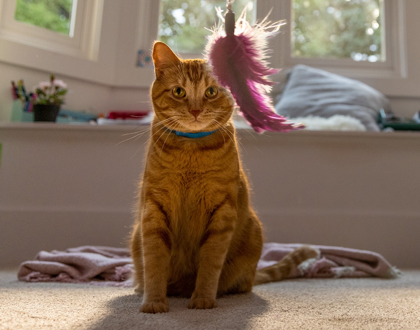 Mačka pozerajúca na visiacu hračku