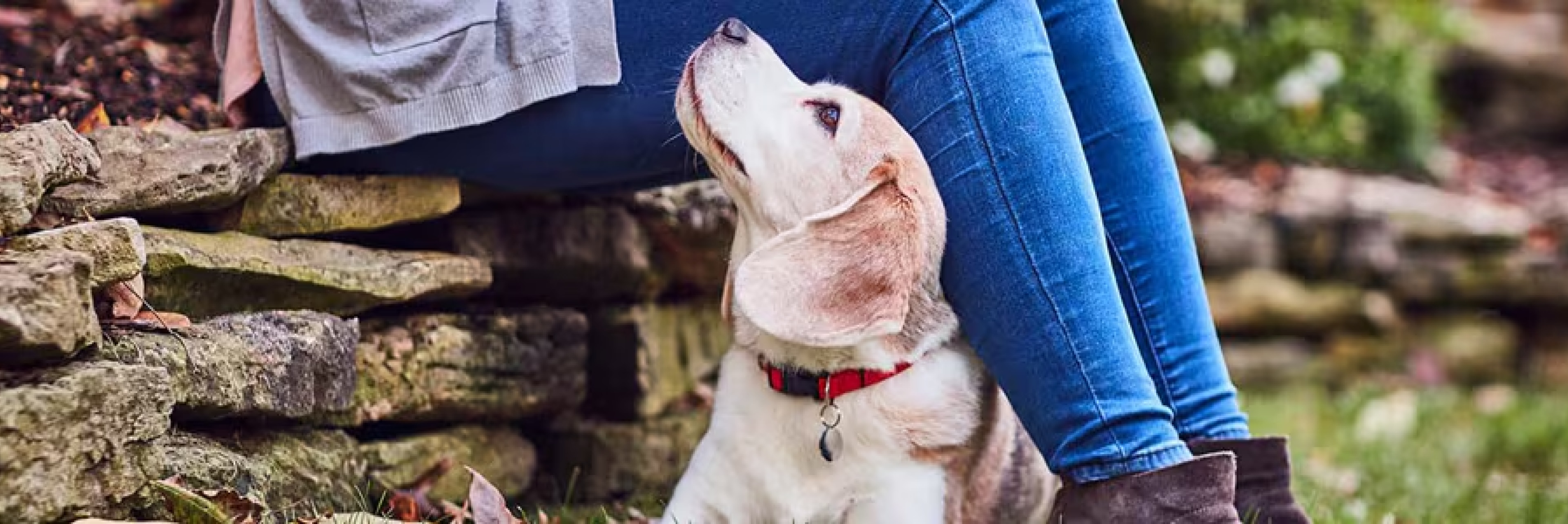 Pes sa s láskou pozerá na majiteľa