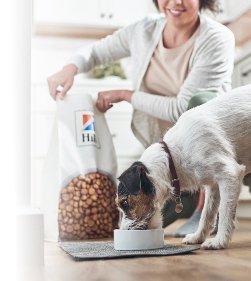 Pes jedol krmivo od Hill's