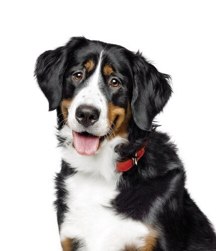 Happy Dog with it's tongue out