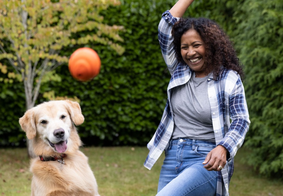 Golden retriever playing fetch with orange ball