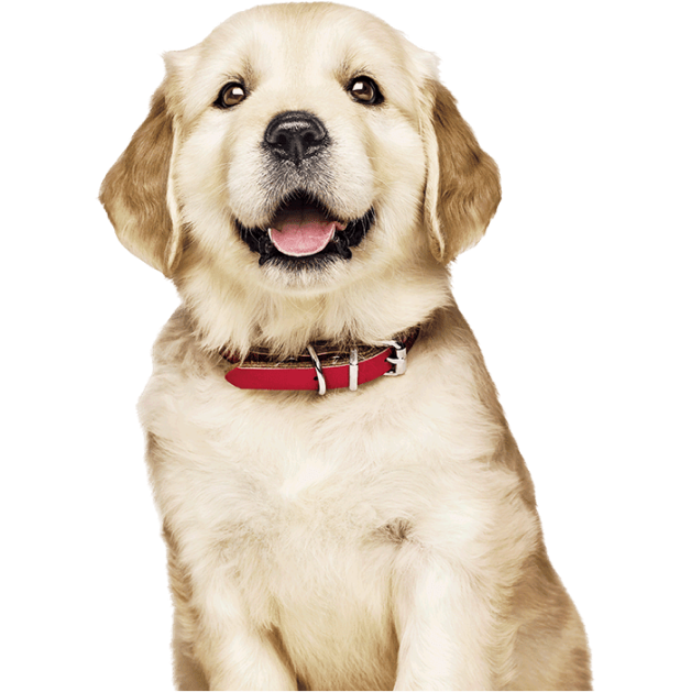 šteniatko zlatého retrievera