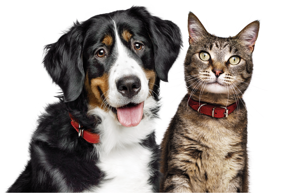 Pes a mačka
