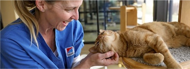 Žena hladkajúca mačku v interiéri