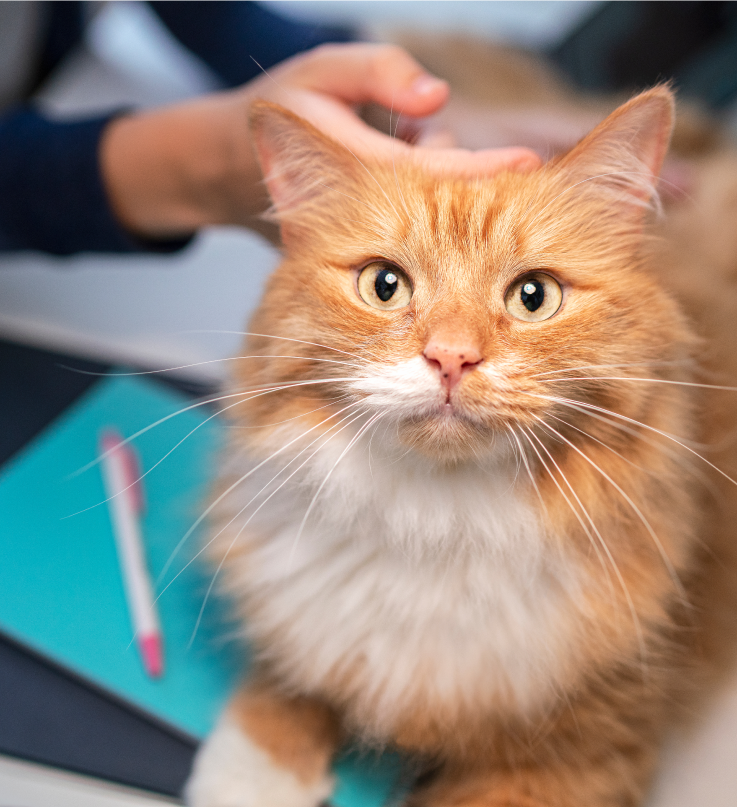 Hnedá mačka vzhliadne