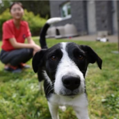 Pes vonku vedľa mladého dievčaťa