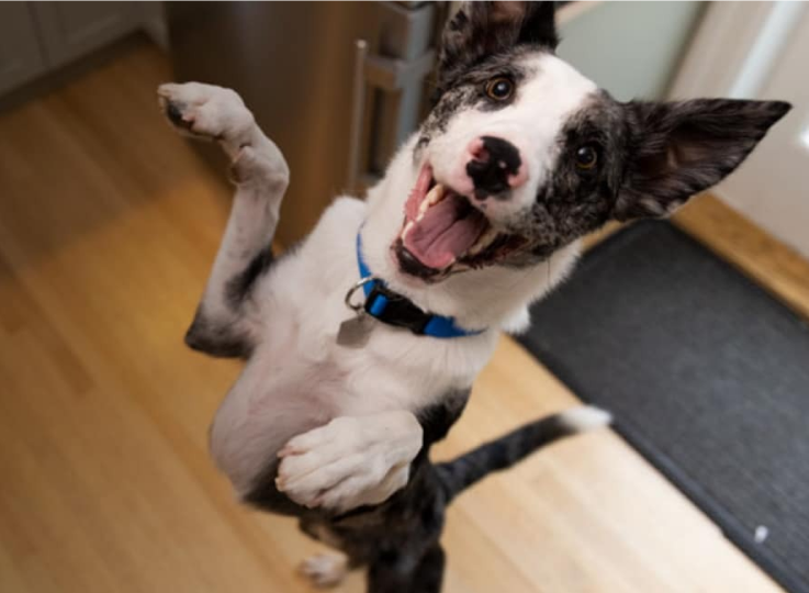 Pes vyskakujúci od radosti