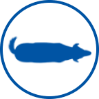 Ikona psa s nadváhou